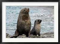 Framed South Georgia Island. Mother fur seal and pup