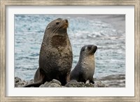 Framed South Georgia Island. Mother fur seal and pup