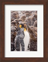 Framed South Georgia, Salisbury Plain, King penguin