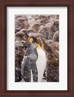 Framed South Georgia, Salisbury Plain, King penguin