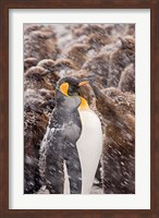 Framed South Georgia, Salisbury Plain, King penguin