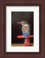 Framed South Kruger NP, Brown-hooded kingfisher