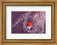 Framed South Kruger NP. Redheaded weaver bird, nest