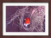 Framed South Kruger NP. Redheaded weaver bird, nest