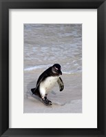 Framed Penguin, South Africa