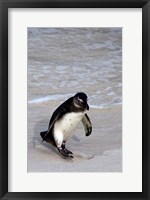 Framed Penguin, South Africa