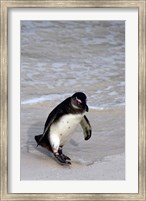 Framed Penguin, South Africa