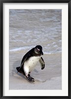 Framed Penguin, South Africa