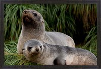 Framed South Georgia Island, Godthul, fur seal