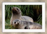 Framed South Georgia Island, Godthul, fur seal