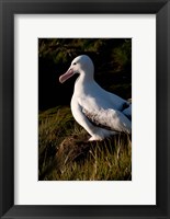 Framed South Georgia, Prion, Wandering albatross bird