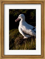 Framed South Georgia, Prion, Wandering albatross bird