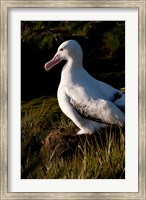 Framed South Georgia, Prion, Wandering albatross bird