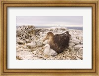 Framed Southern giant petrel nest, Antarctic Peninsula