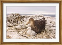 Framed Southern giant petrel nest, Antarctic Peninsula