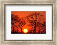 Framed South Africa, Kruger NP, Trees silhouetted at sunset