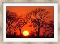 Framed South Africa, Kruger NP, Trees silhouetted at sunset