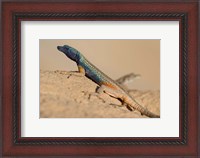 Framed South Africa, Augrabies Falls NP, Flat lizard, Canyon