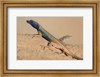 Framed South Africa, Augrabies Falls NP, Flat lizard, Canyon