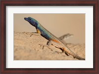 Framed South Africa, Augrabies Falls NP, Flat lizard, Canyon