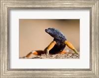 Framed Flat lizard