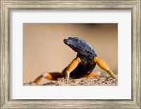 Framed Flat lizard