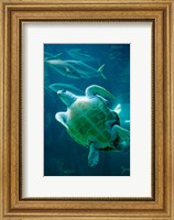 Framed South Africa, Cape Town, Leatherback Turtle, Aquarium