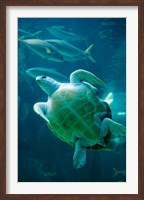 Framed South Africa, Cape Town, Leatherback Turtle, Aquarium