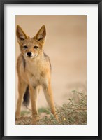 Framed South Africa, Kalahari, Black Backed Jackal wildlife