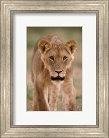 Framed South Africa, Kgalagadi, Kalahari Desert, Lion