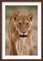 Framed South Africa, Kgalagadi, Kalahari Desert, Lion
