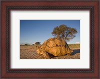 Framed South Africa, Leopard Tortoise, Kalahari Desert