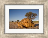 Framed South Africa, Leopard Tortoise, Kalahari Desert