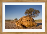 Framed South Africa, Leopard Tortoise, Kalahari Desert