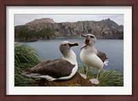 Framed South Georgia Island, Gray-headed Albatross courtship