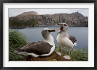 Framed South Georgia Island, Gray-headed Albatross courtship