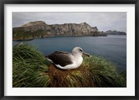 Framed South Georgia Island, Grayheaded Albatross