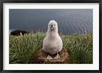 Framed South Georgia Island, Grayheaded Albatross Chick