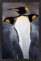 Framed South Georgia Island, King Penguins, Elsehul Bay