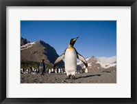 Framed King Penguin, South Georgia Island