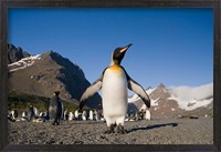 Framed King Penguin, South Georgia Island