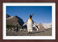 Framed King Penguin, South Georgia Island