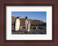 Framed Pair of King Penguins, South Georgia Island