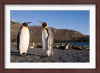 Framed Pair of King Penguins, South Georgia Island