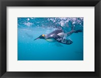 Framed King Penguin Underwater