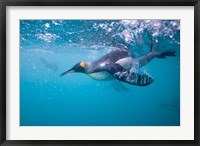 Framed King Penguin Underwater