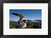Framed Wandering Albatross bird