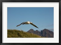 Framed Flying Albatross