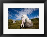 Framed Close up of Albatross