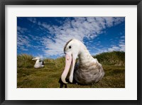 Framed Close up of Albatross
